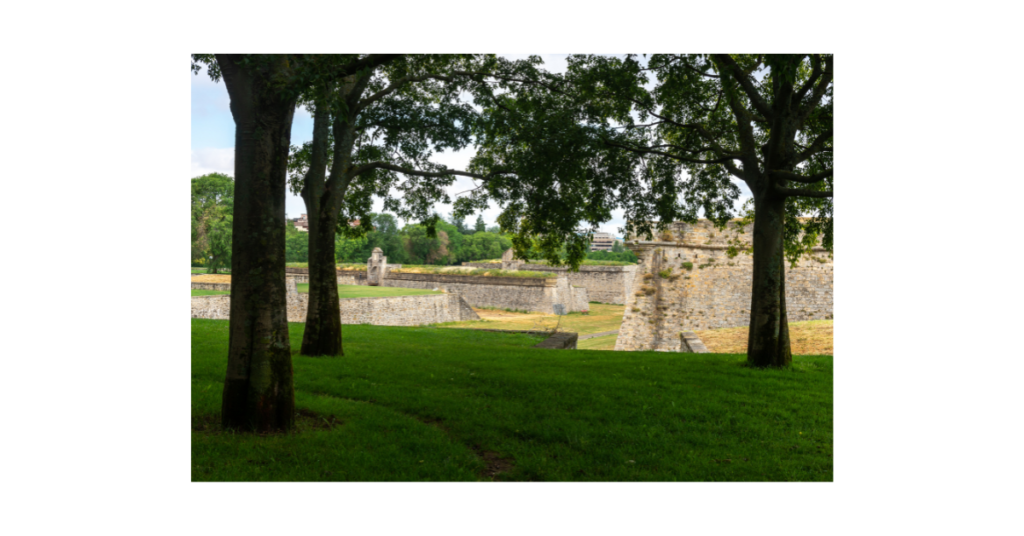 Beautiful tree scaping in Greensboro